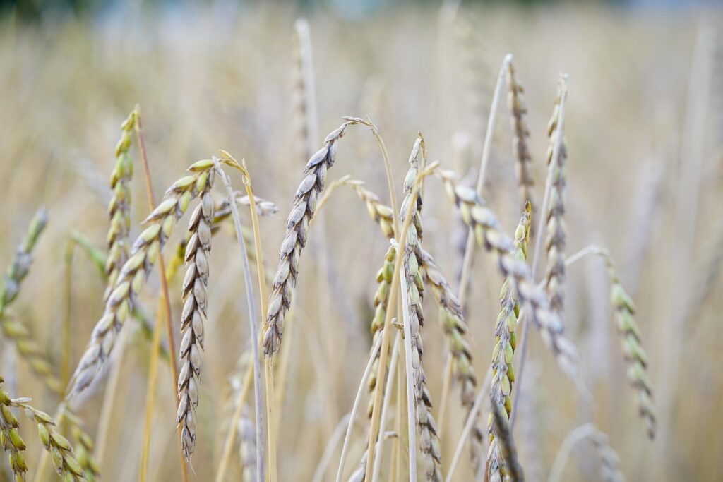Dinkel am Feld