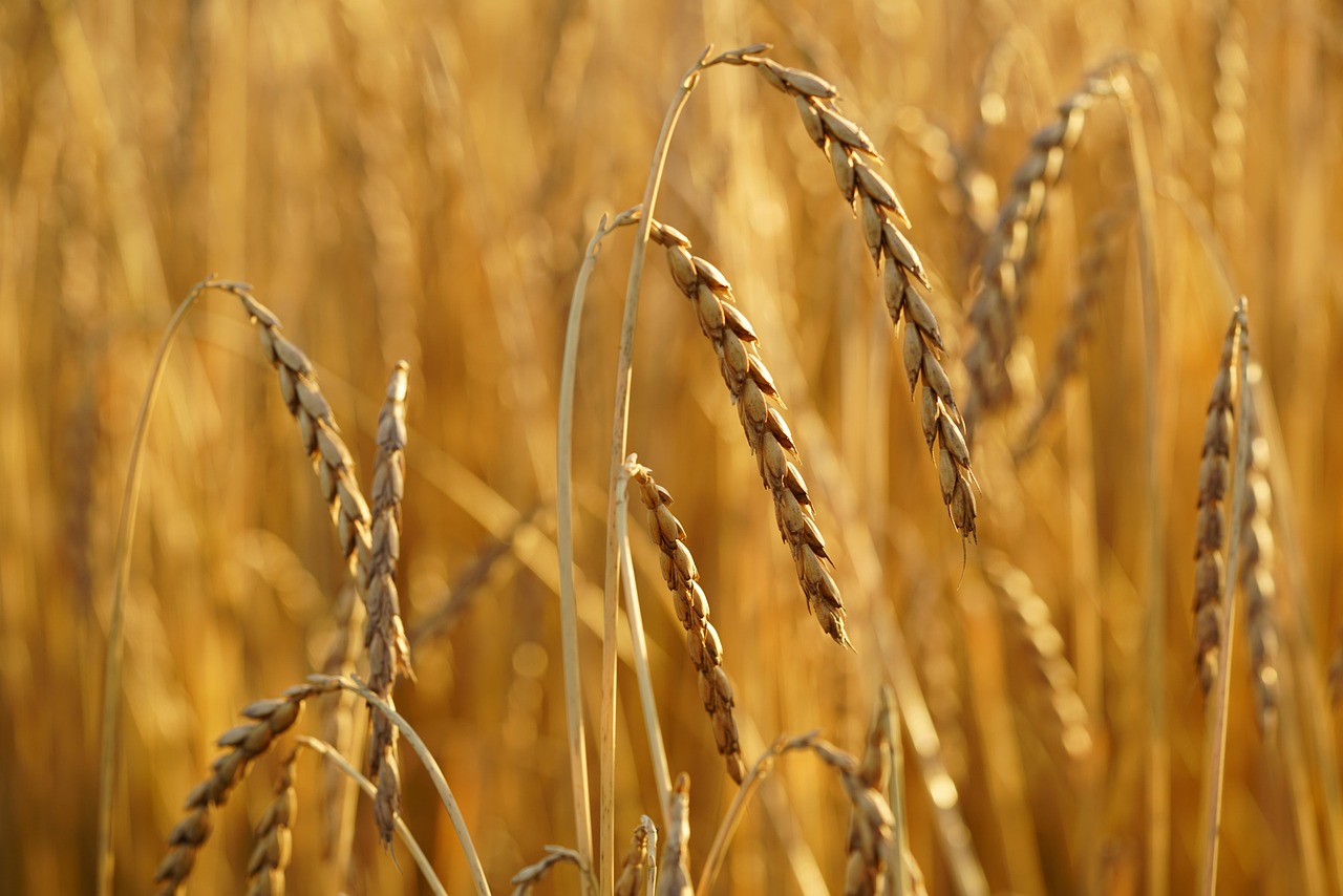 Reifer Dinkel am Feld
