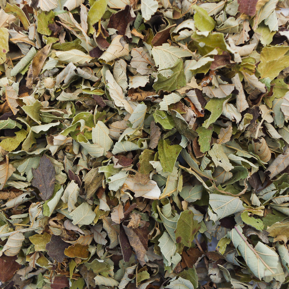 Brombeerblätter – Bild 2